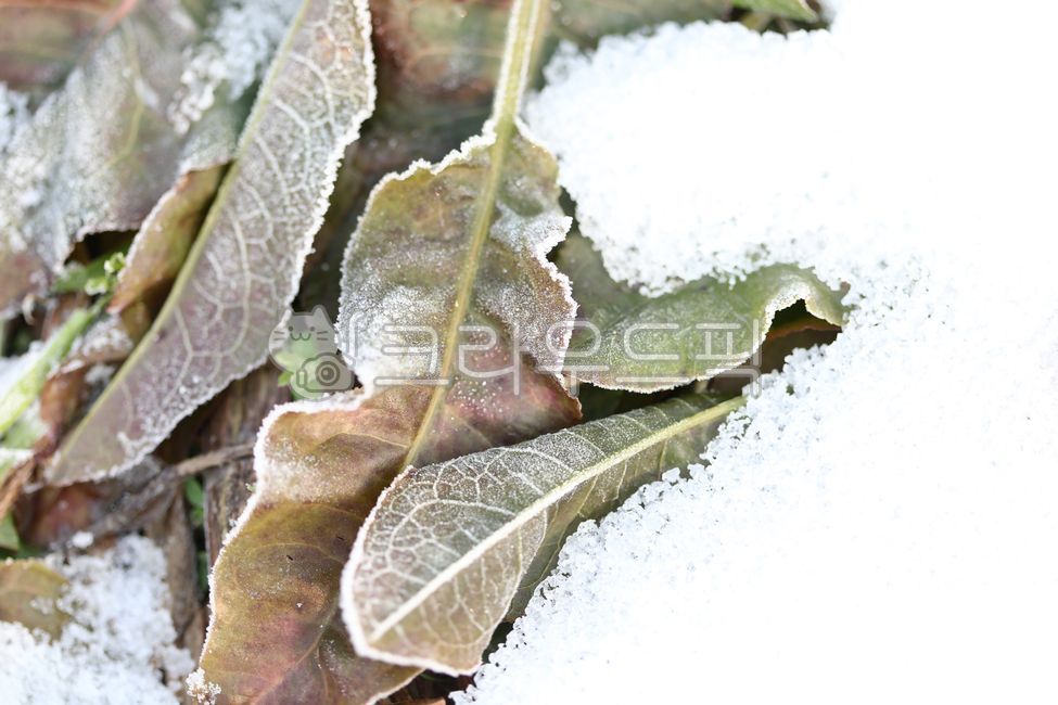 General Dong,sprout,Spring news,nature,harsh winter,winter,cold,ice,mistletoe,Frost,spring,Snow Flower,snow,december