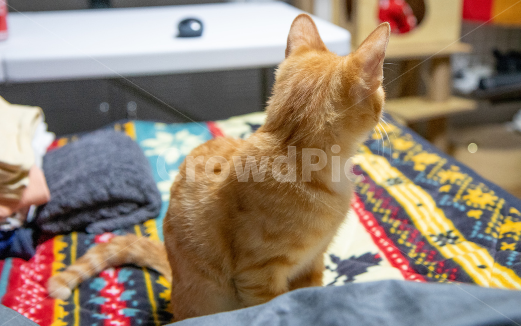 cheese cat,Korean Shorthair,cat,nose short,Cheese tabby