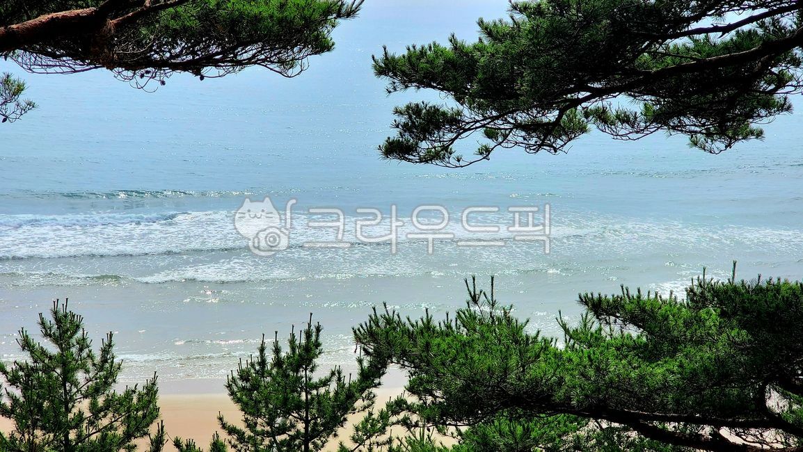 tree, 나무, plant, 식물, 소나무, 사진,이미지,일러스트,캘리그라피 - 지니날다작가