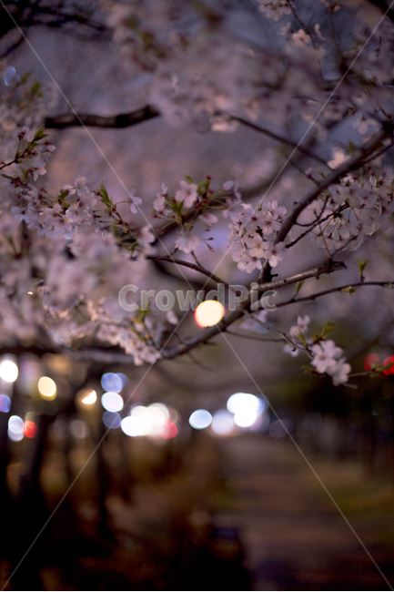 봄,벚꽃,꽃잎,낙화,분위기,감성,봄,계절,spring,season,야경,밤,풍경,nightscape,night,landscape,식물,자연,plants,nature,꽃,flower,감성,sensible,feeling,plant,blossom