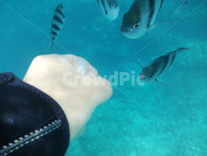 스노쿨링,바다,스노우쿨링,물고기,바다속,바다속풍경,동물,animal,어류,물고기,fish,사람,인물,인간,human,person,손,제스처,표시,손짓,표현,gesture,hand,sign,expression