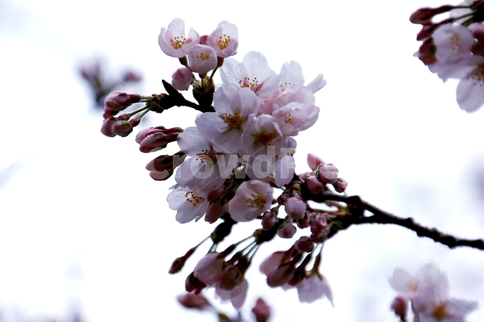 봄,벚꽃,분홍,꽃봉우리,나무,봄,계절,spring,season,식물,자연,plants,nature,꽃,flower,plant,blossom
