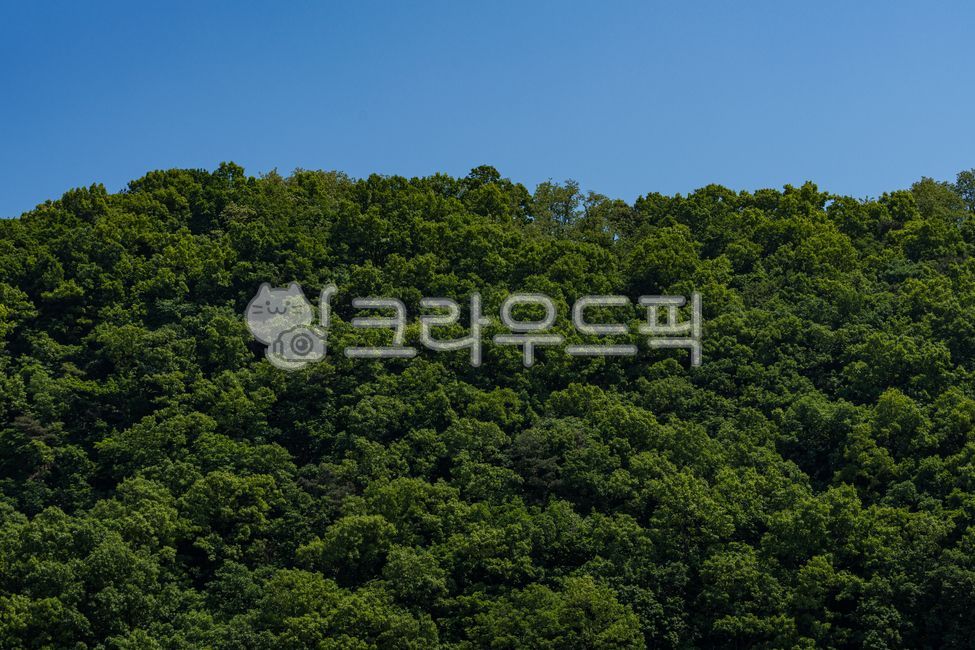 tree, nature, 자연, outdoors, 옥외, 사진,이미지,일러스트,캘리그라피 - forest 00작가