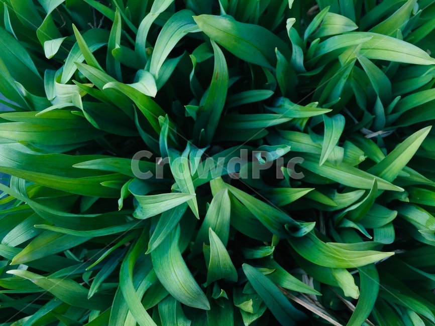 풀,식물,자연,녹색,풀잎,봄,싱그러움,식물,자연,plants,nature