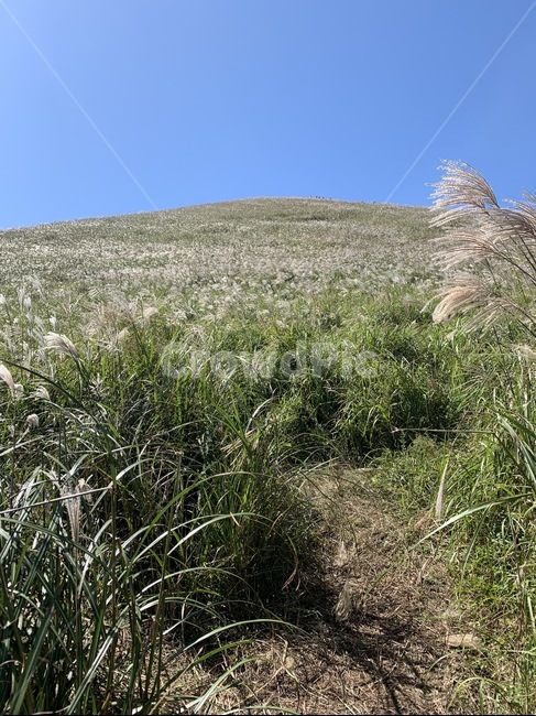 nature,자연,outdoors,옥외,제주도,새별오름,정상,등산,오름,하늘,산,바다,구름,나무,갈대,reed,plant,식물,grass,lawn,잔디