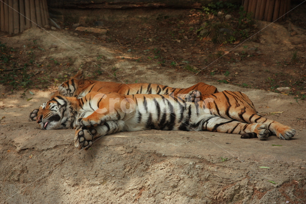 호랑이,tiger,wildlife,야생동물,mammal,포유류,animal,동물,동물,animal,포유류,mammal