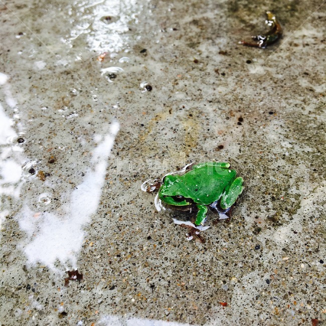 개구리,산개구리,청개구리,양서류,자연,자연물,동물,animal,파충류,양서류,reptile,amphibian