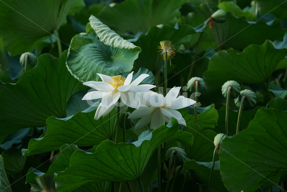연꽃,백련,lotus,수초,식물,담수초,수중식물,수련과