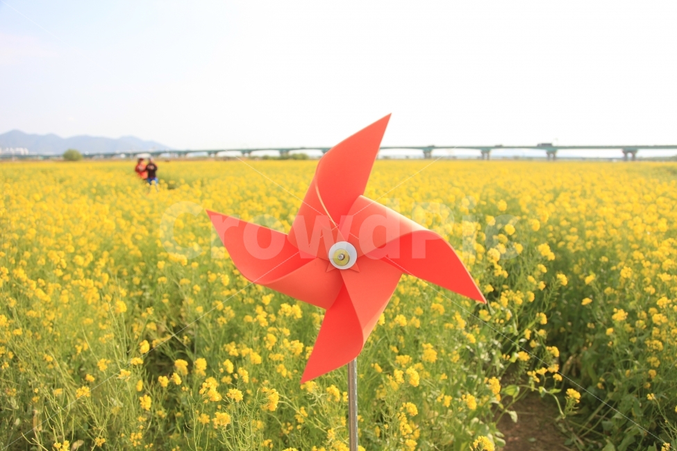 유채꽃,꽃,부산,바람개비,대저생태공원,노란색,자연,풍경,자연,풍경,nature,landscape,봄,계절,spring,season,사물,물건,오브젝트,thing,object,matter,field,들,grassland,목초지,outdoors,옥외