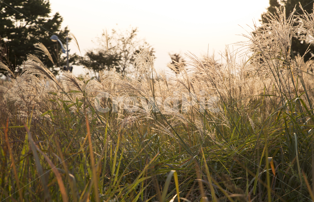 자연풍경,가을,억새,노을,autumn,가을,계절,fall,autumn,season,식물,자연,plants,nature,grass,잔디,plant,lawn