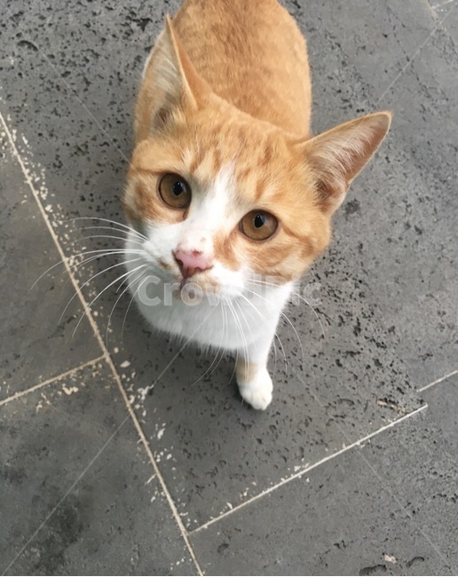 pet,애완동물,cat,고양이,mammal,포유류,animal,동물,동물,animal,포유류,mammal,고양이,cat,kitten,kitty