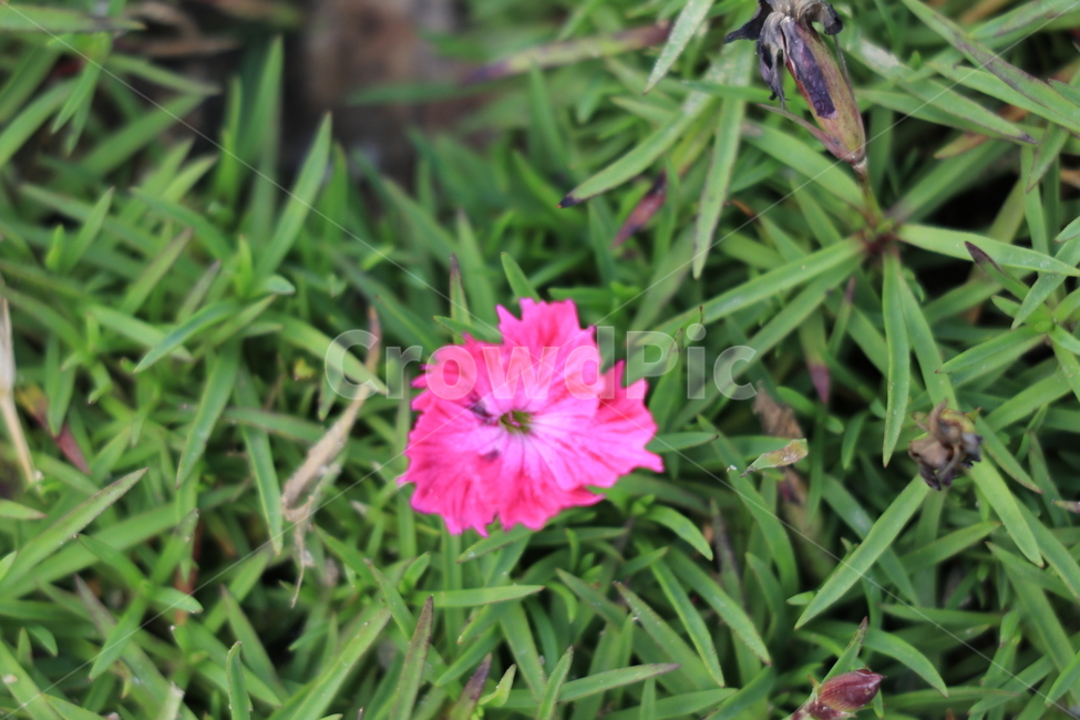 꽃,들꽃,야생화,flower,wildflower,식물,자연,plants,nature,꽃,flower