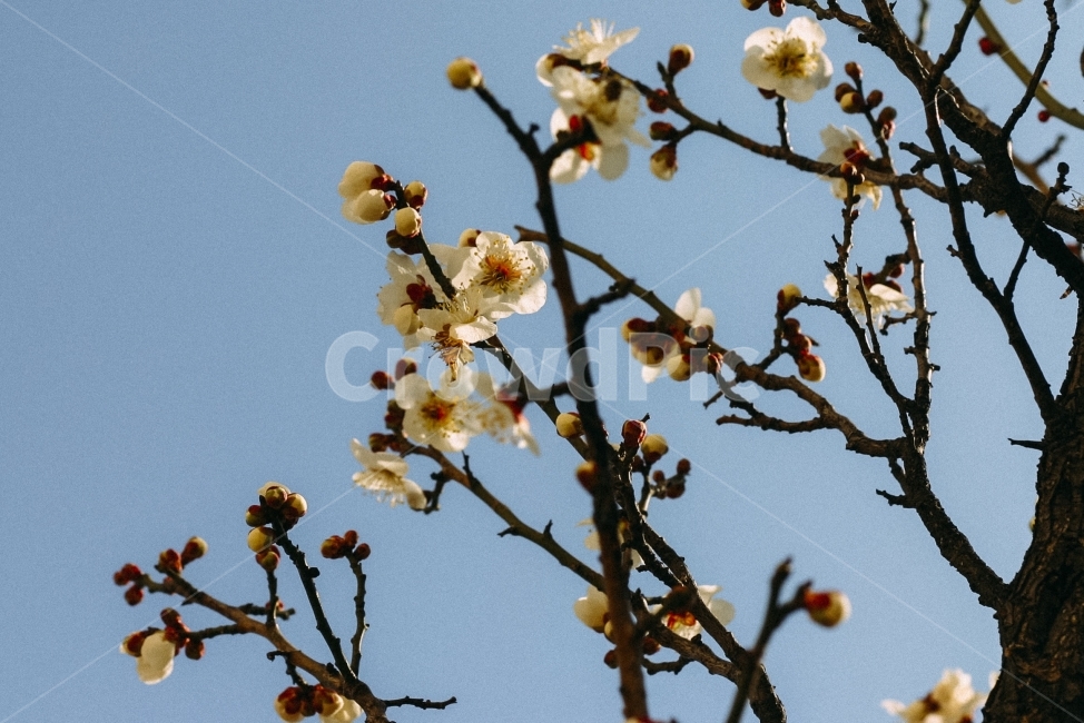 매화,홍매화,봄,봄꽃,하늘,식물,자연,배경,백그라운드,계절,spring,season,flower,봄,계절,spring,season,식물,자연,plants,nature,꽃,flower,plant