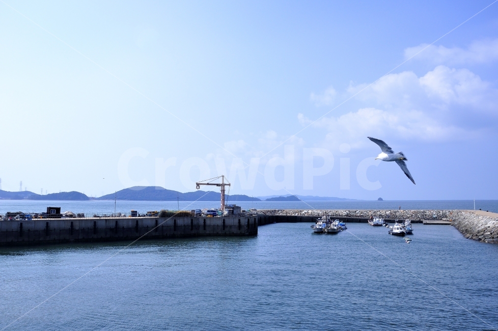 갈매기,선착장,begin,타워크레인,항구,대부도,수평선,배,출항,자연,풍경,nature,landscape,한국자연풍경,한국자연경관,korea nature landscape,동물,animal,조류,새,birds,교통,교통수단,traffic,transportation,water,물,bird,waterfront,워터 프론트,pier,교각,port,포트