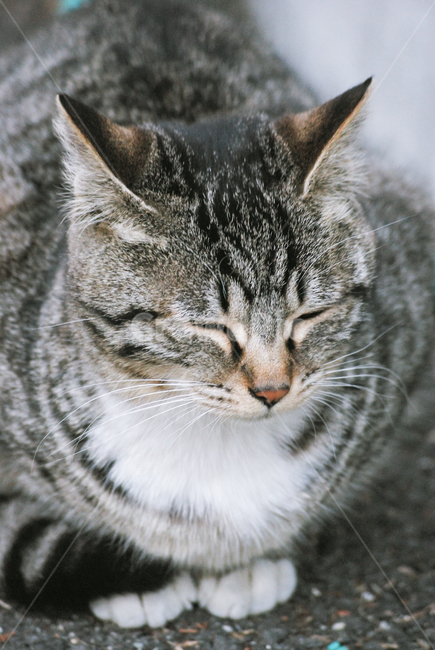 stray cat,chubby,cat,animal,mackerel pattern,sleepy,cute,wild