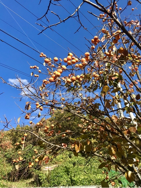 감,풍경,하늘,가을,풍년,수확