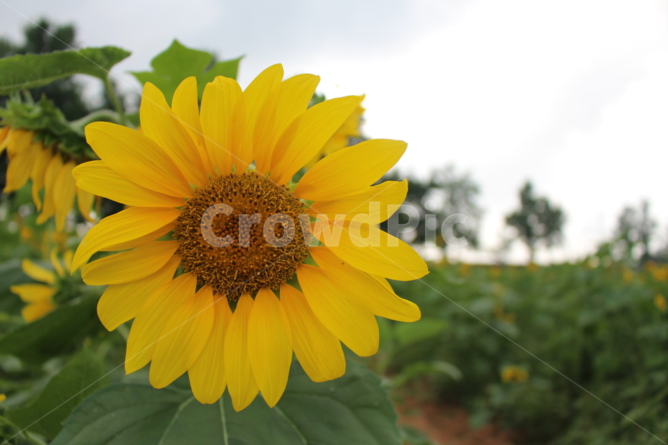 해바라기,꽃,쌍떡잎식물,sunflower,flower