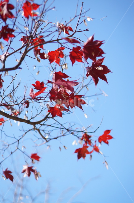 가을,단풍,나무,풍경,빨강,낮,햇빛,plant,식물,leaf,잎,tree,maple