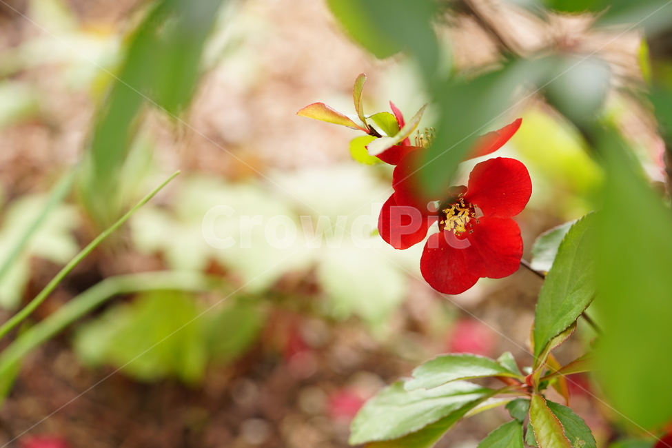 꽃,플라워,flower,레드,빨강,봄,봄꽃,풍경,풍경사진,식물,생명,자연,색감,빨간색,red,접사,화단,잎,식물,자연,plants,nature,꽃,flower