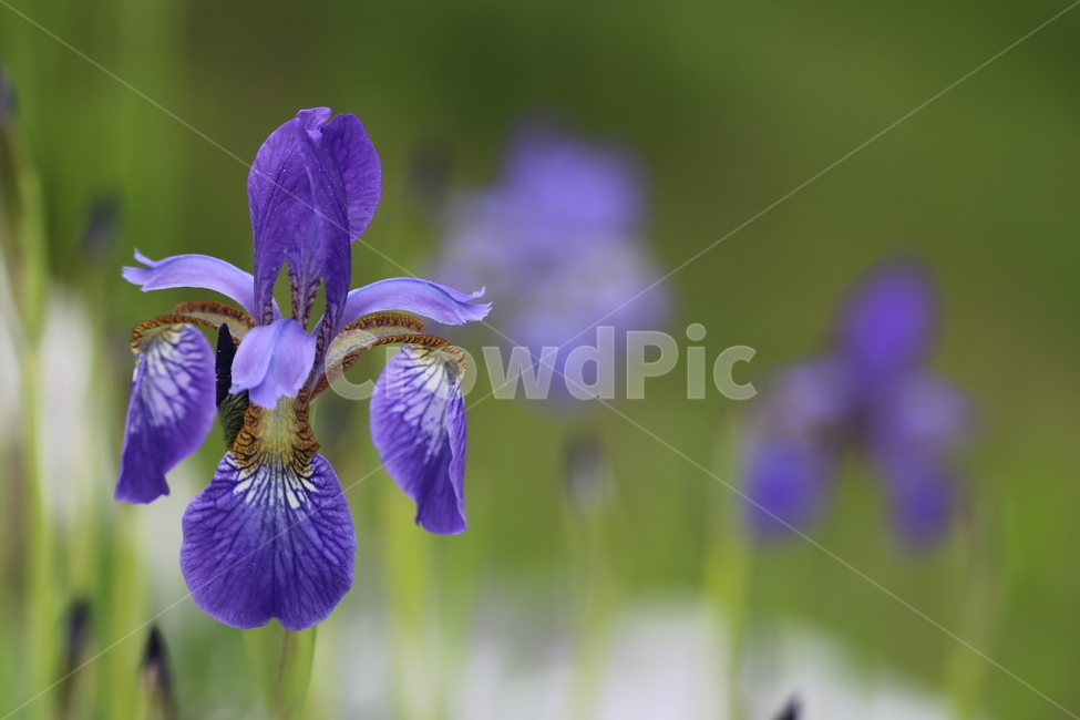 꽃,봄,여름,수목원,자연,봄,계절,spring,season,식물,자연,plants,nature,꽃,flower,blossom,iris,아이리스,plant