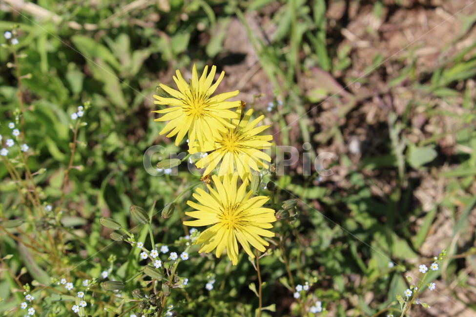 plant,식물,공원,자연,민들레,꽃,봄,spring,outdoor,park,nature,flower,blossom