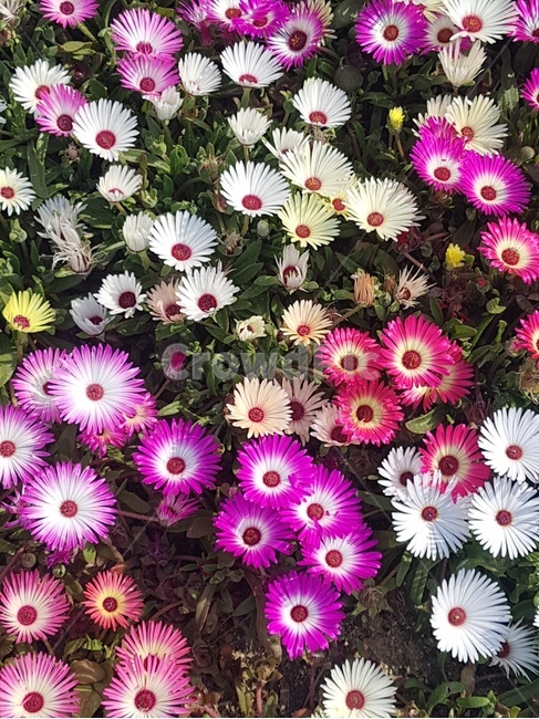 flower,길가,꽃,형형색색,알록달록,오색찬란,자연,식물