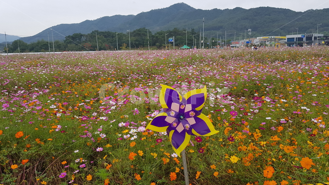 outdoors,옥외,field,들,nature,자연,grassland,목초지,rural,농촌,countryside,한지방,코스모스,바람개비