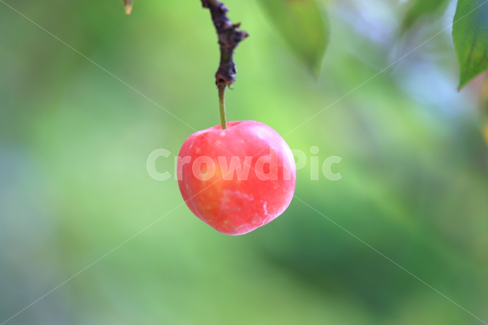 과일,사과,열매,식품,나무,과일,열매,fruit