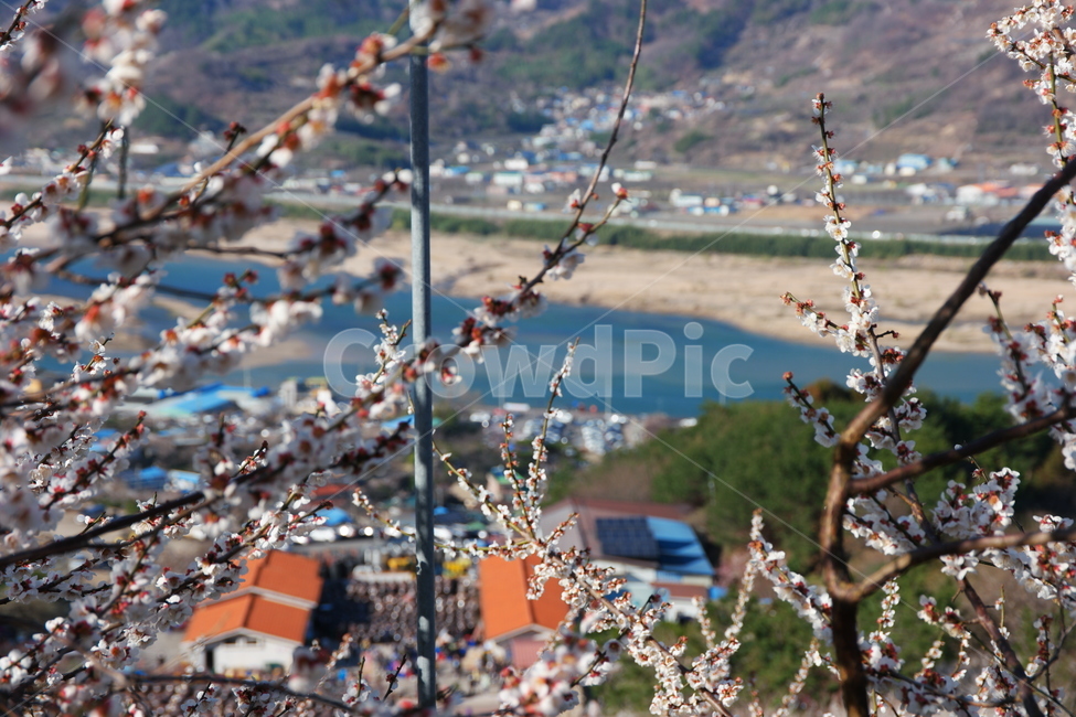 섬진강,강,봄,강줄기,물,자연,nature,water,맑음,매화,매화마을,매화꽃,하얀꽃,흰꽃,풍경,마을