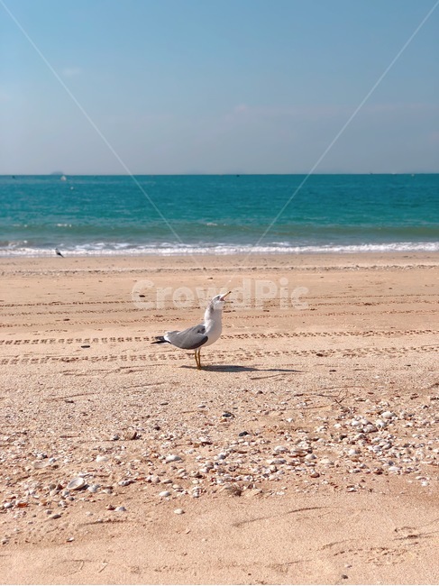 바닷가,갈매기,울고있는갈매기,보령,대천해수욕장,해변,beach,seagull