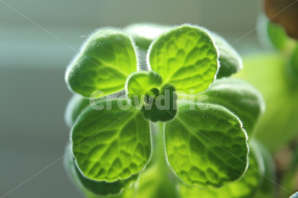leaf,잎,허브,herbs,초록,식물,green