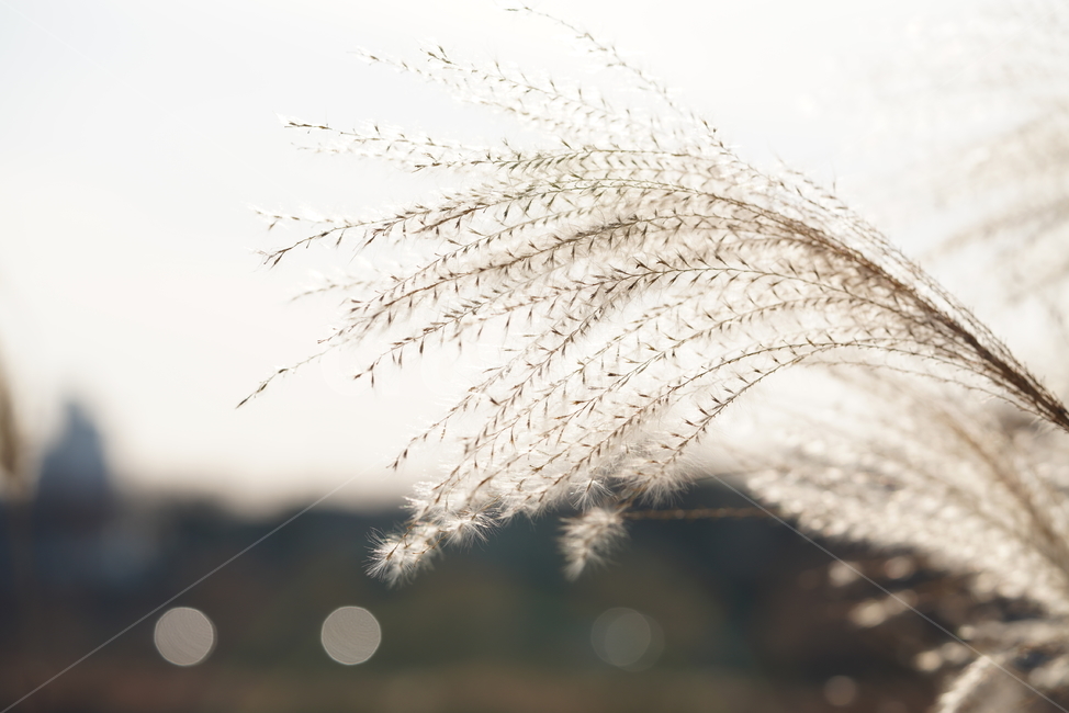 갈대,계절,식물,자연,생물,plant,가을,계절,fall,autumn,season