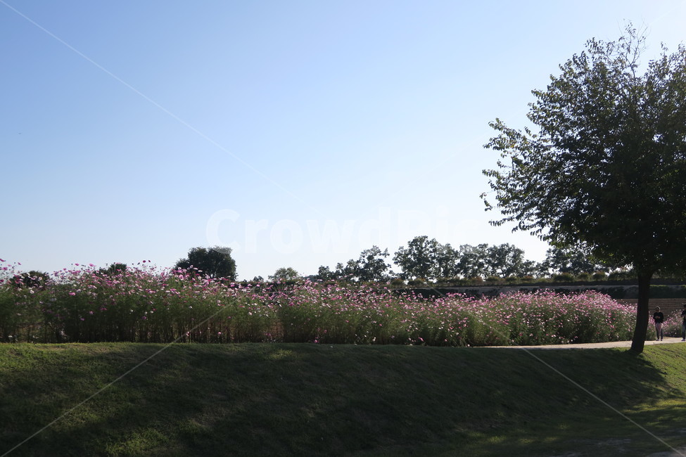 가을,코스모스,가을산책,가을감성,꽃,자연,풍경,nature,landscape,grass,잔디,plant,식물,outdoors,옥외