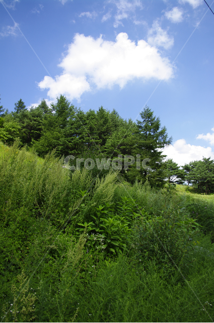 하늘,구름,식물,plant,자연,풍경,여름,초록,나무,자연,풍경,nature,landscape