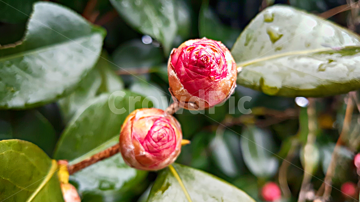 동백꽃,동백,꽃망울,꽃,flower,plant,식물,leaf,잎,식물,자연,plants,nature
