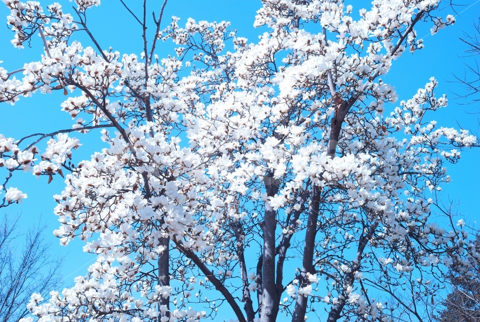 목련,꽃,하늘,파랑,맑은날,자연,여름,가을,계절,초록,공원,산책,나뭇잎,조경,오후,식물,사진자료,배경,배경사진,풍경,겨울,봄,환경,봄꽃,실외,낮,봉오리,꽃봉오리,나무,나뭇가지,향기,나들이,여행,힐링,디자이너,콘텐츠,잡지광고,광고,영상,자료,사보,카다로그,브로셔,뉴스레터,출판,편집,홈페이지,웹,모바일,출력,전단지,교과서,단행본,학습지,봄,계절,spring,season,식물,자연,plants,nature,꽃,flower,plant,blossom,cherry blossom,벚꽃