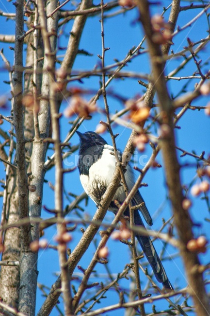 까치,새,동물,야생동물,animal,bird,동물,animal,조류,새,birds