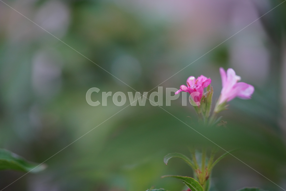 식물,꽃,분홍,핑크,pink,생명,생물,녹색,색감,컬러,감성,플라워,flower,식물,자연,plants,nature,꽃,flower