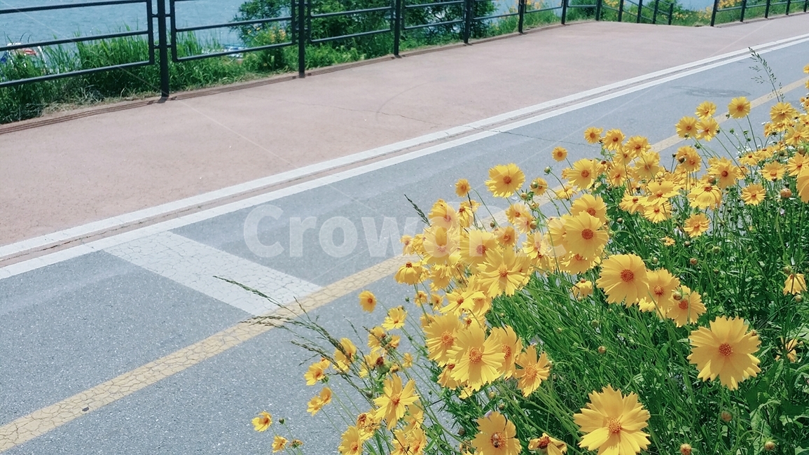 한강,코스모스,나들이,가을,꽃,자연,공원,산책,여유,힐링,화단,식물,자연,plants,nature,꽃,flower