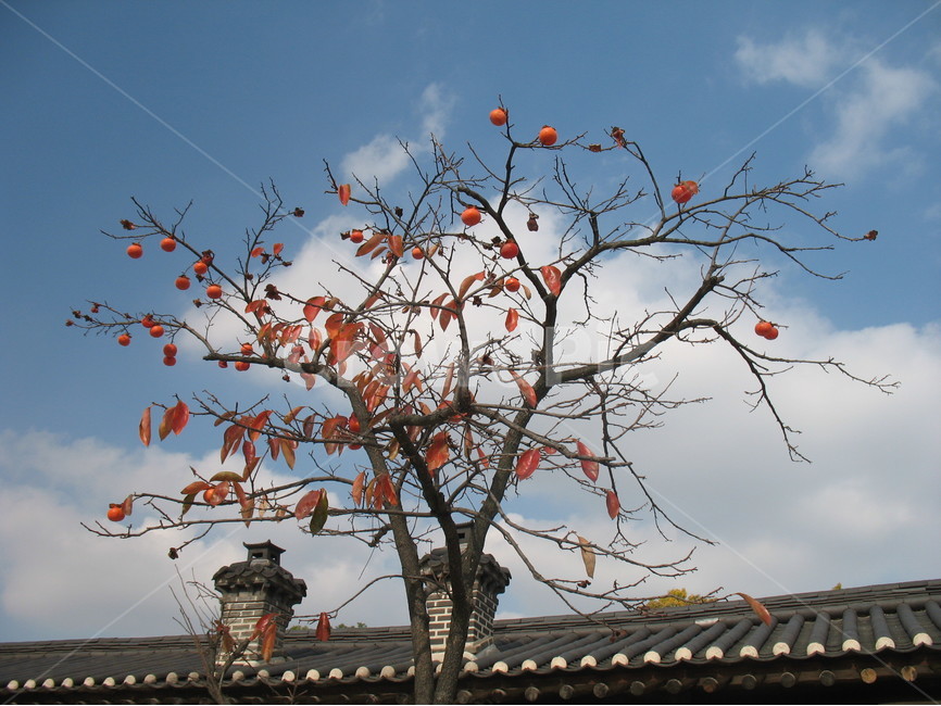 창덕궁,낙선재,가을,굴뚝,감나무,고궁,가을,계절,fall,autumn,season,자연,풍경,nature,landscape,한국자연풍경,한국자연경관,korea nature landscape