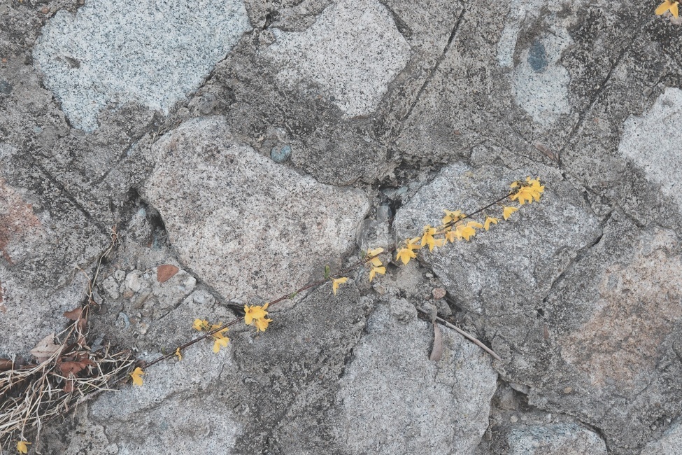 개나리,담벼락,봄,flower,wall,봄,계절,spring,season,꽃,flower