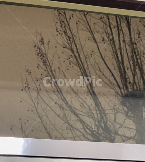 자연,나무,tree,미세먼지,바람