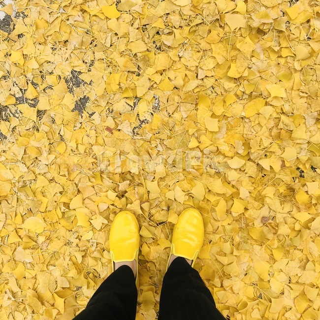 낙엽,은행잎,가을,배경,감성사진,노란색