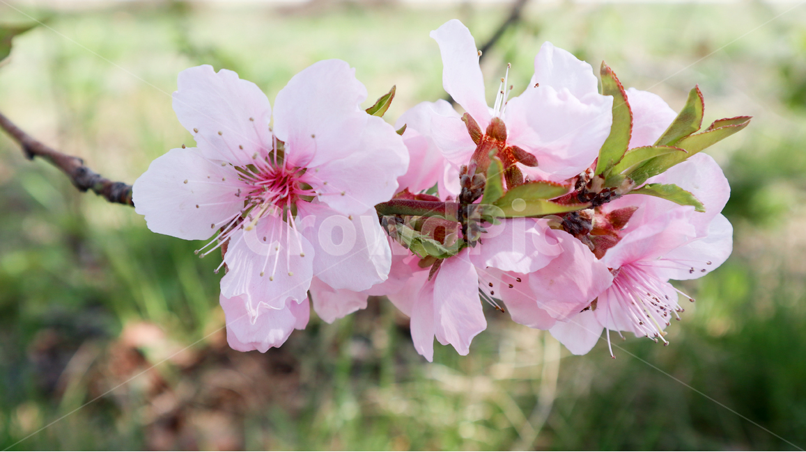 벚꽃,봄꽃,분홍색,핑크색,plant,식물,blossom,flower,꽃
