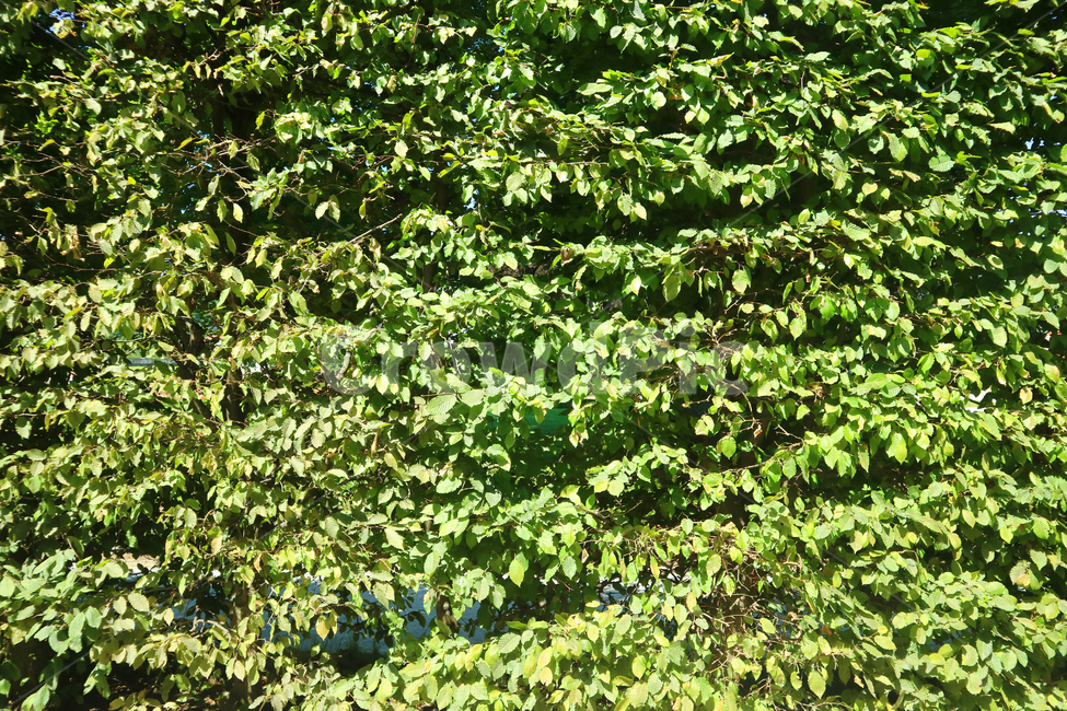 나무,tree,나뭇잎,잎사귀,leaf,초록,green,plant,식물,공원,정원,여행,식물,자연,plants,nature