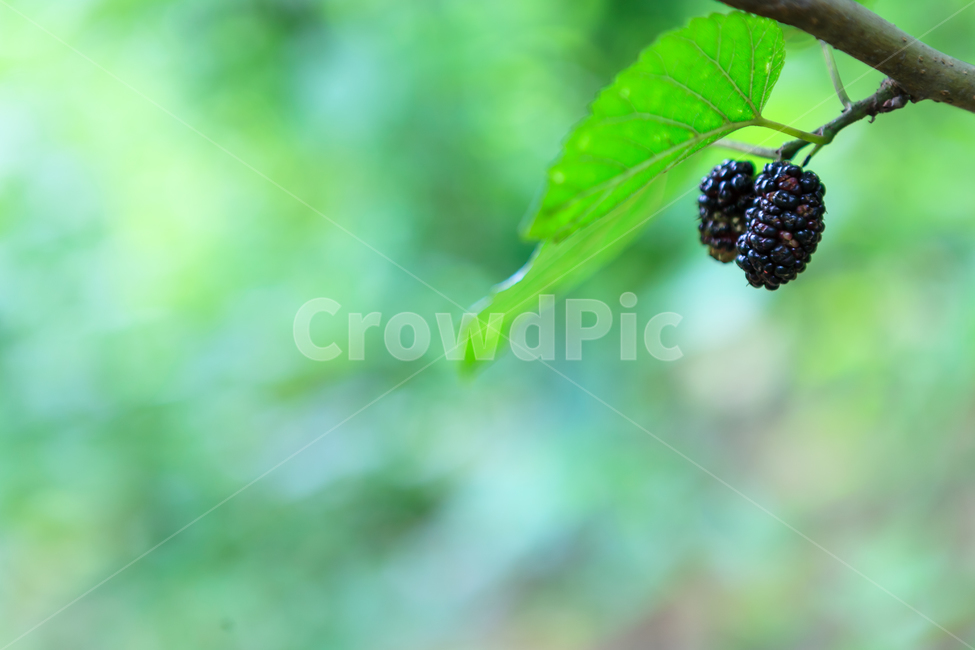 오디,여름,뽕나무,열매,신선한,식물,식물,자연,plants,nature,과일,열매,fruit