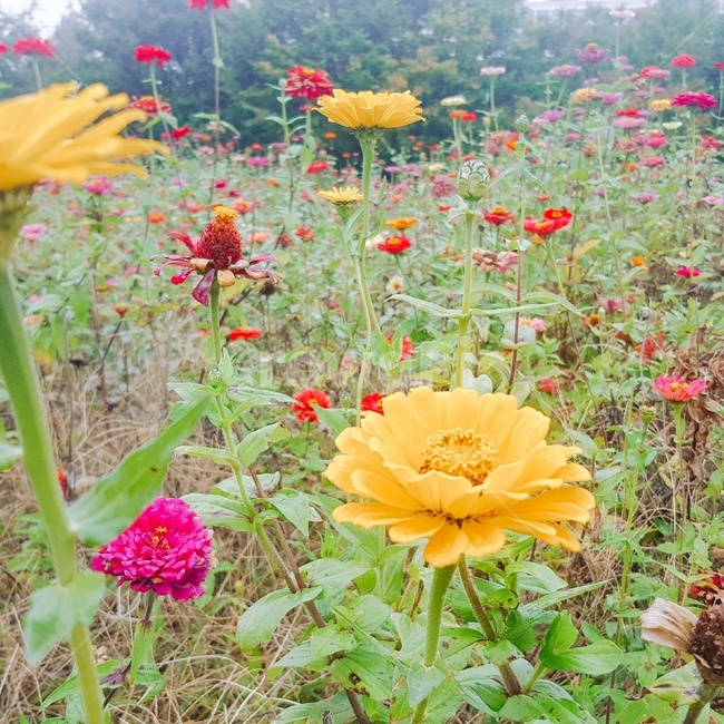plant,식물,blossom,flower,꽃,코스모스