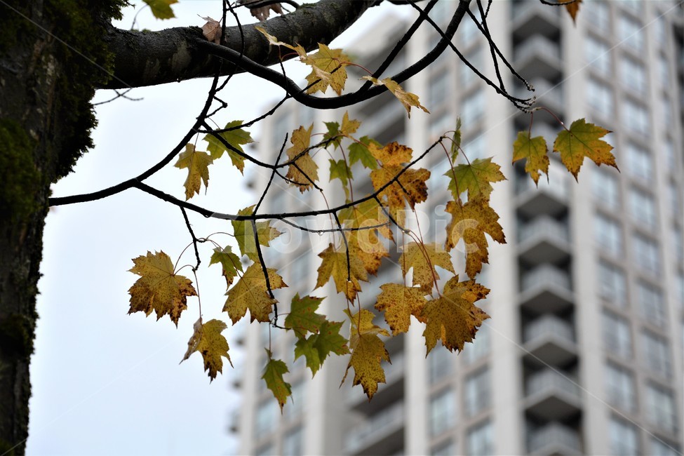나무,가로수,도시,단풍,정경,가을,계절,fall,autumn,season,식물,자연,plants,nature,나무,trees,wood,plant,leaf,잎,tree