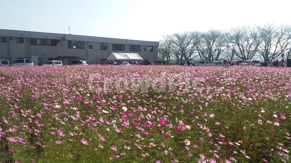 코스모스,꽃,cosmos,flower,봄,분홍색,pink,가을,계절,fall,autumn,season,outdoors,옥외,nature,자연,field,들,grassland,목초지