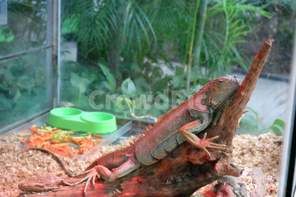 이구아나,도마뱀,파충류,동물,척추동물,자연,동물,animal,파충류,양서류,reptile,amphibian